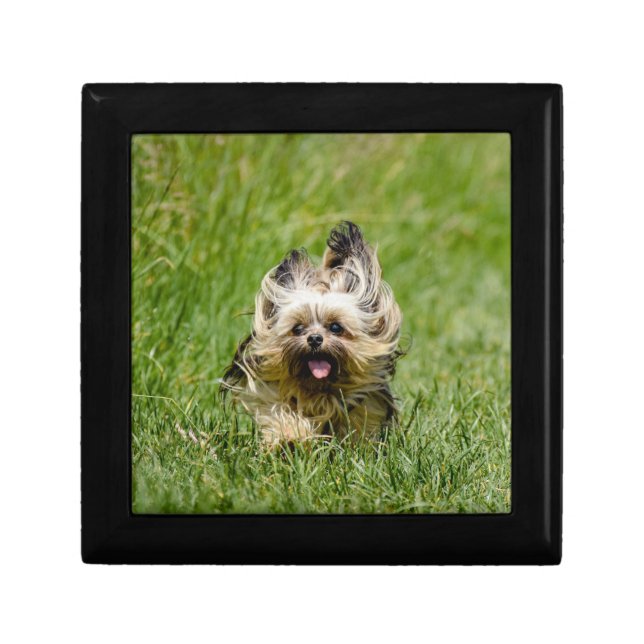 Cute Yorkshire Terrier Running Through Grass Gift Box (Front)