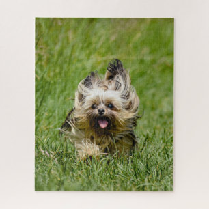 Cute Yorkshire Terrier Running Through Grass Jigsaw Puzzle