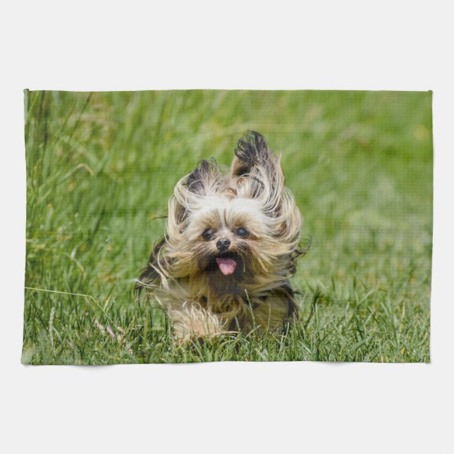 Cute Yorkshire Terrier Running Through Grass Kitchen Towel (Horizontal)