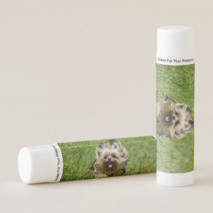 Cute Yorkshire Terrier Running Through Grass Lip Balm