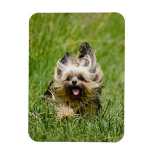 Cute Yorkshire Terrier Running Through Grass Magnet