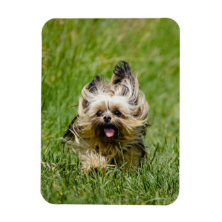 Cute Yorkshire Terrier Running Through Grass Magnet