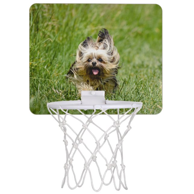 Cute Yorkshire Terrier Running Through Grass Mini Basketball Hoop (Front)