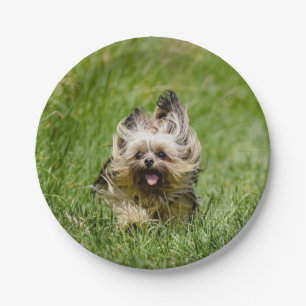 Cute Yorkshire Terrier Running Through Grass Paper Plates