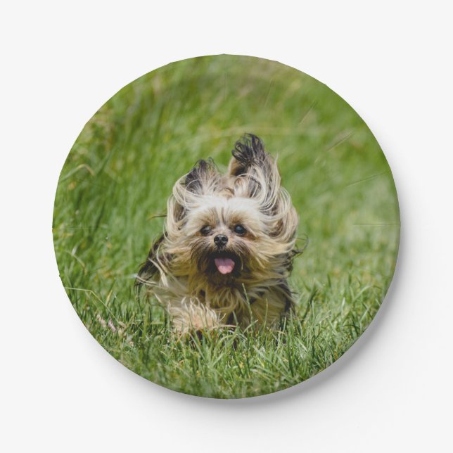 Cute Yorkshire Terrier Running Through Grass Paper Plates (Front)