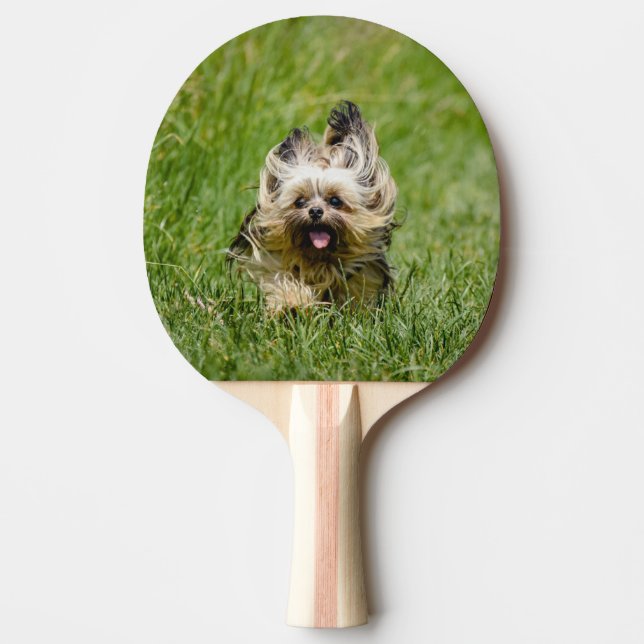 Cute Yorkshire Terrier Running Through Grass Ping Pong Paddle (Front)