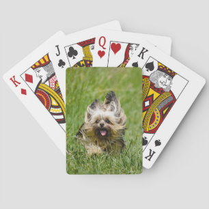 Cute Yorkshire Terrier Running Through Grass Poker Cards