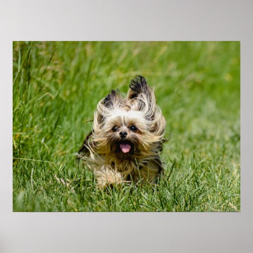 Cute Yorkshire Terrier Running Through Grass Poster
