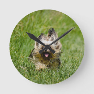 Cute Yorkshire Terrier Running Through Grass Round Clock