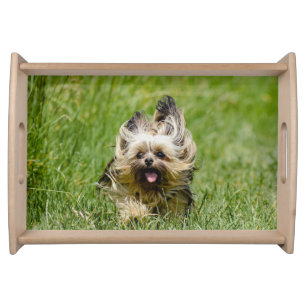 Cute Yorkshire Terrier Running Through Grass Serving Tray
