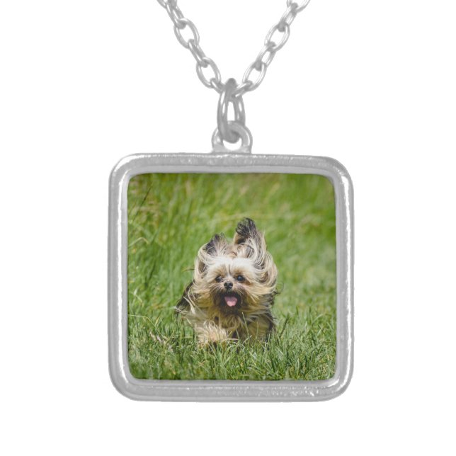 Cute Yorkshire Terrier Running Through Grass Silver Plated Necklace (Front)