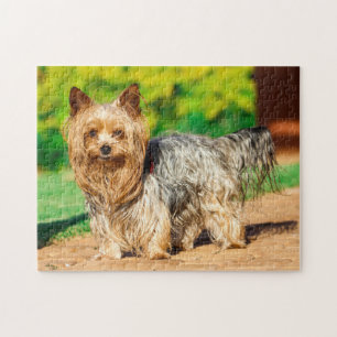 Cute Yorkshire Terrier Yorkie Dog Puppy Jigsaw Puzzle