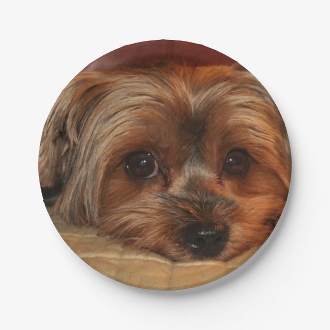 Cute Yorkshire terrier,yorkie puppy dog Paper Plates (Front)