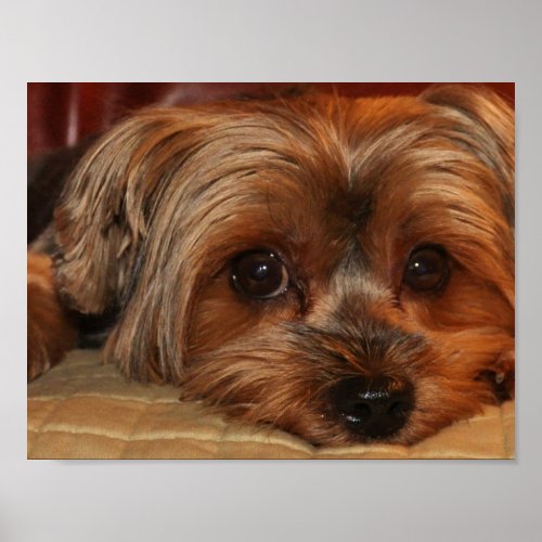 Cute Yorkshire Terrier Yorkie Puppy Poster