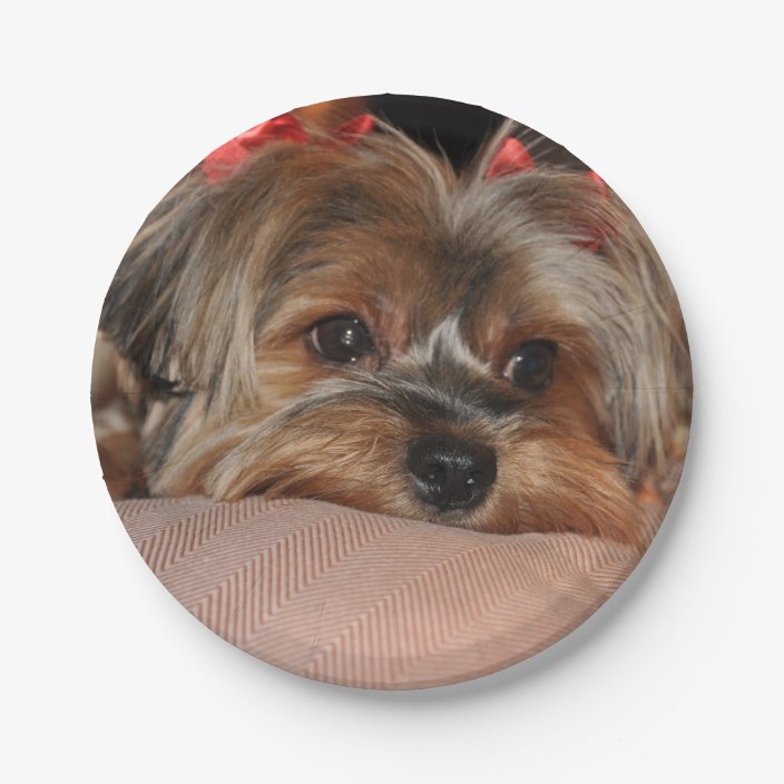red yorkshire terrier
