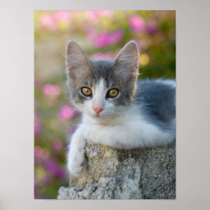 Cute Young Bicolor Cat Kitten Flowers Pet Photo - Poster