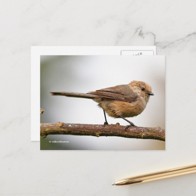Cute Young Bushtit on the Hybrid Fruit Tree Postcard (Front/Back In Situ)