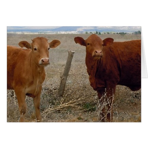 Cute Young Couple _ Red Cows Heifer Horns _ Blank