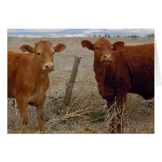 Cute Young Couple - Red Cows Heifer Horns - Blank Cards (Front Horizontal)