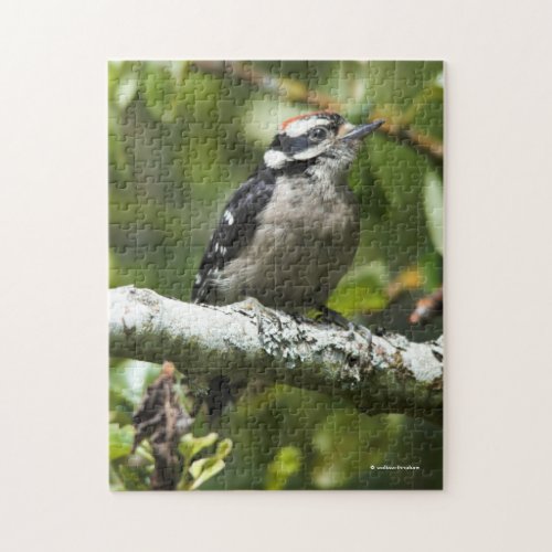 Cute Young Downy Woodpecker in the Pear Tree Jigsaw Puzzle