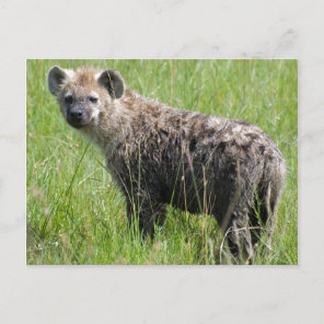 Cute Young Hyena with Wet Fur in Green Grass Postcard