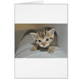 Cute Young Kitten (Front)