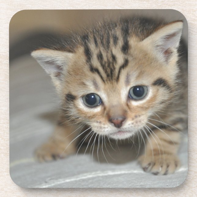 Cute Young Kitten Beverage Coaster (Front)