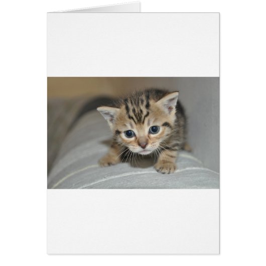Cute Young Kitten Cards (Front)