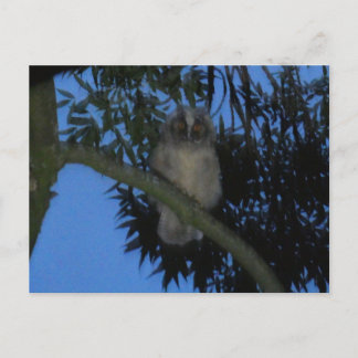 Cute Young Long-eared Owl in Tree DIY Postcard