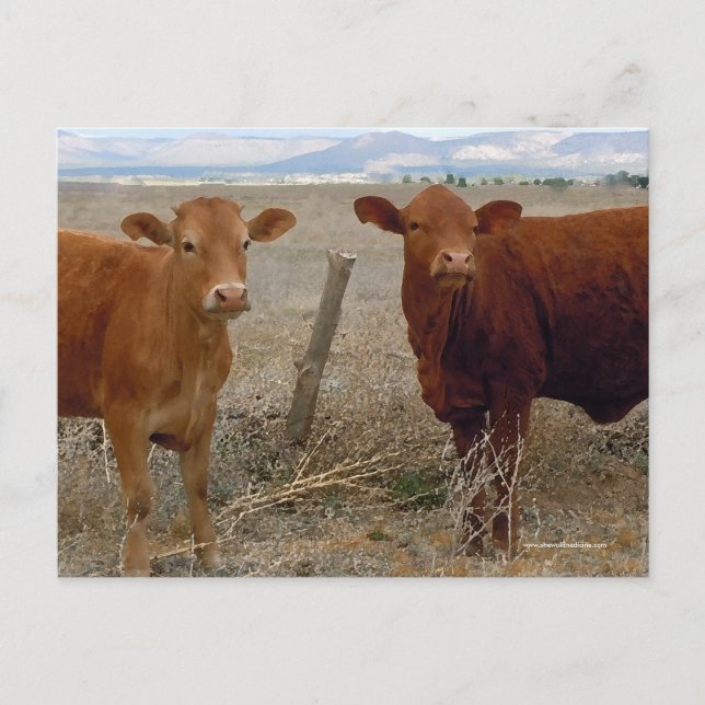 Cute Young Red Cows - Western Postcard (Front)