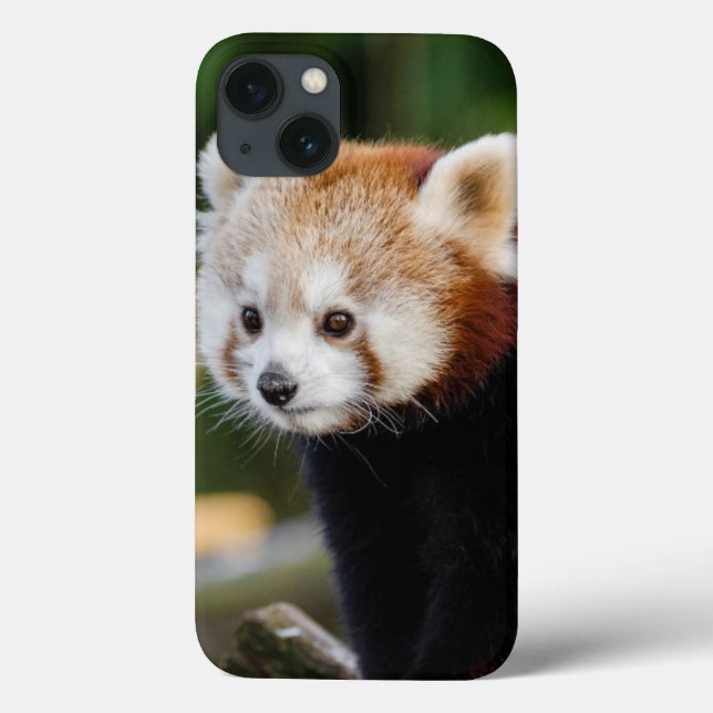 Cute Young Red Panda Case-Mate iPhone Case (Back)