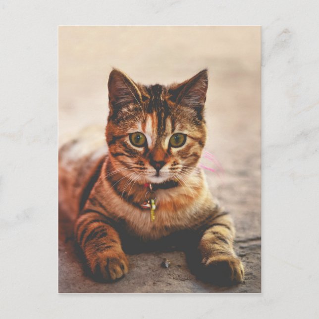 Cute Young Tabby Cat Kitten Kitty Pet Postcard (Front)