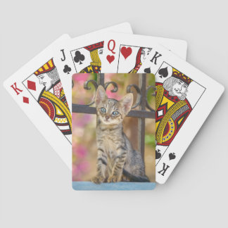 Cute Young Tabby Kitten with Blue Eyes in a Garden Poker Cards