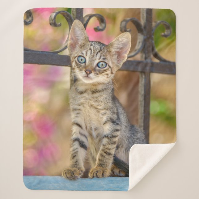 Cute Young Tabby Kitten with Blue Eyes in a Garden Sherpa Blanket (Front)