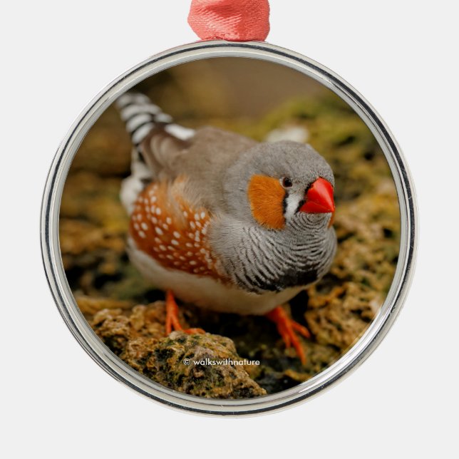 Cute Zebra Finch Songbird on the Rocks Metal Ornament (Front)