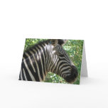 Cute Zebra Greeting Card