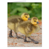 Cuteness on Parade: Canada Goose Goslings (Front)