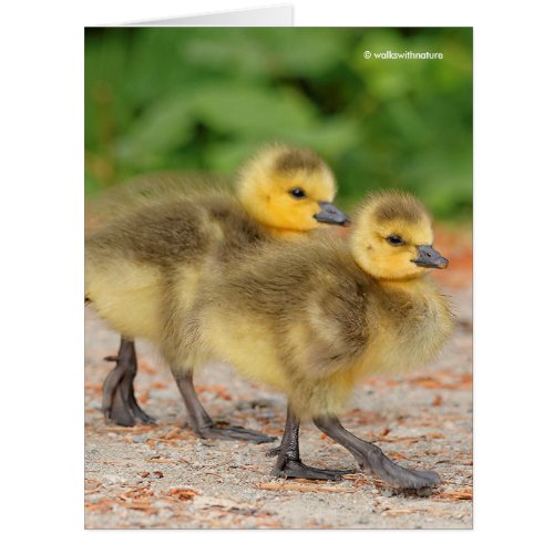 Cuteness on Parade Canada Goose Goslings