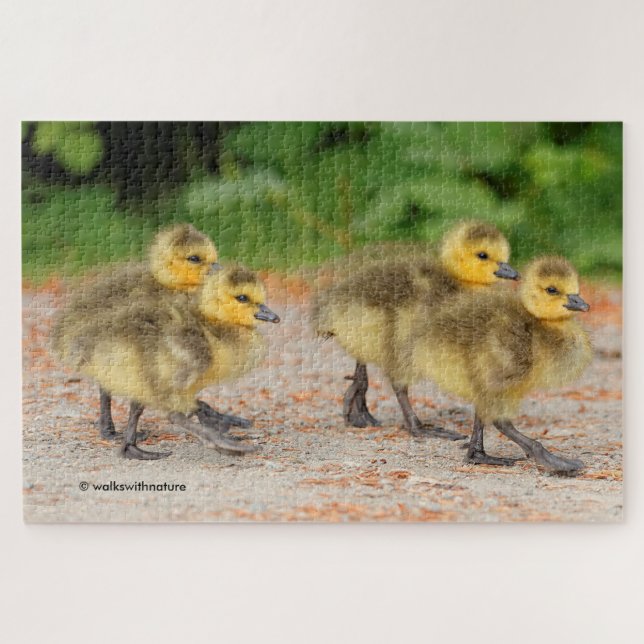 Cuteness on Parade: Canada Goose Goslings Jigsaw Puzzle (Horizontal)