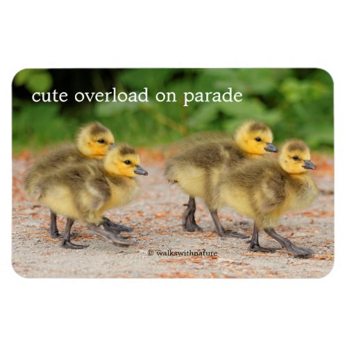 Cuteness on Parade Canada Goose Goslings Magnet
