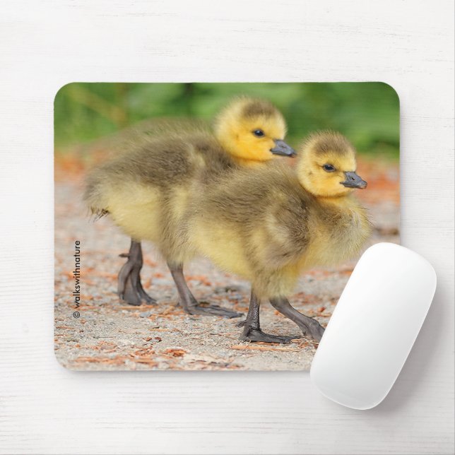 Cuteness on Parade: Canada Goose Goslings Mouse Pad (With Mouse)
