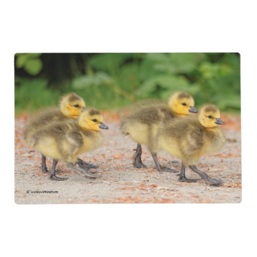 Cuteness on Parade Canada Goose Goslings Placemat