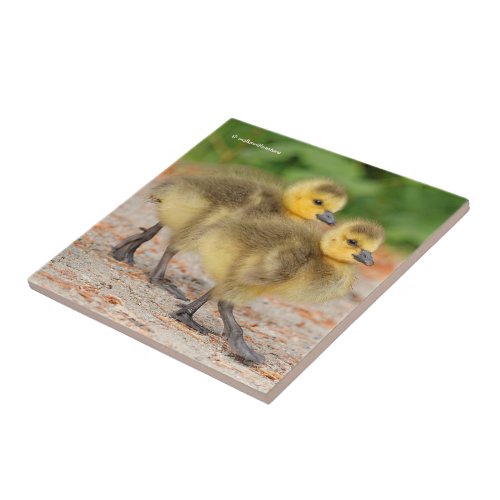 Cuteness on Parade Canada Goose Goslings Tile