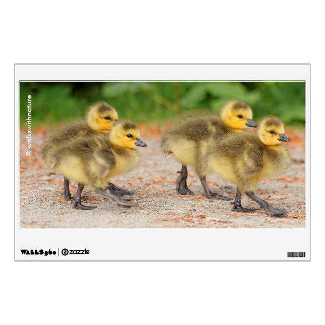 Cuteness on Parade: Canada Goose Goslings Wall Decal (Front)