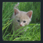 Cuteness Overload Bandana<br><div class="desc">My kitten whose name is Brad.</div>