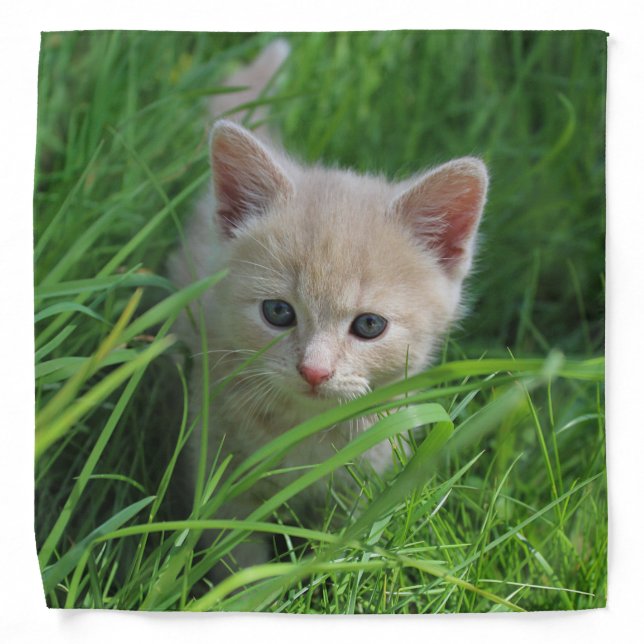 Cuteness Overload Bandana (Front)