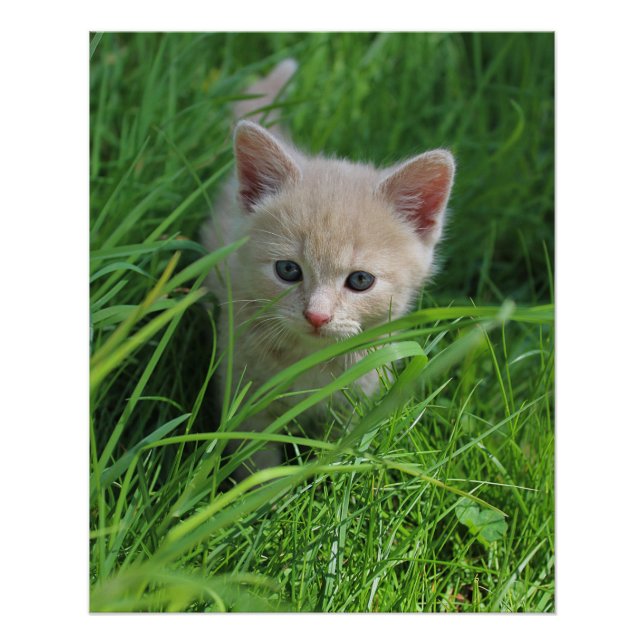 Cuteness Poster (Front)