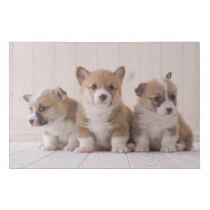 Cutest Baby Animals 3 Baby Corgis Faux Canvas Print