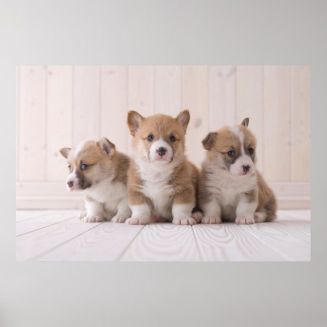 Cutest Baby Animals | 3 Baby Corgis Poster (Front)