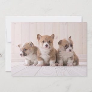 Cutest Baby Animals 3 Baby Corgis Thank You Card